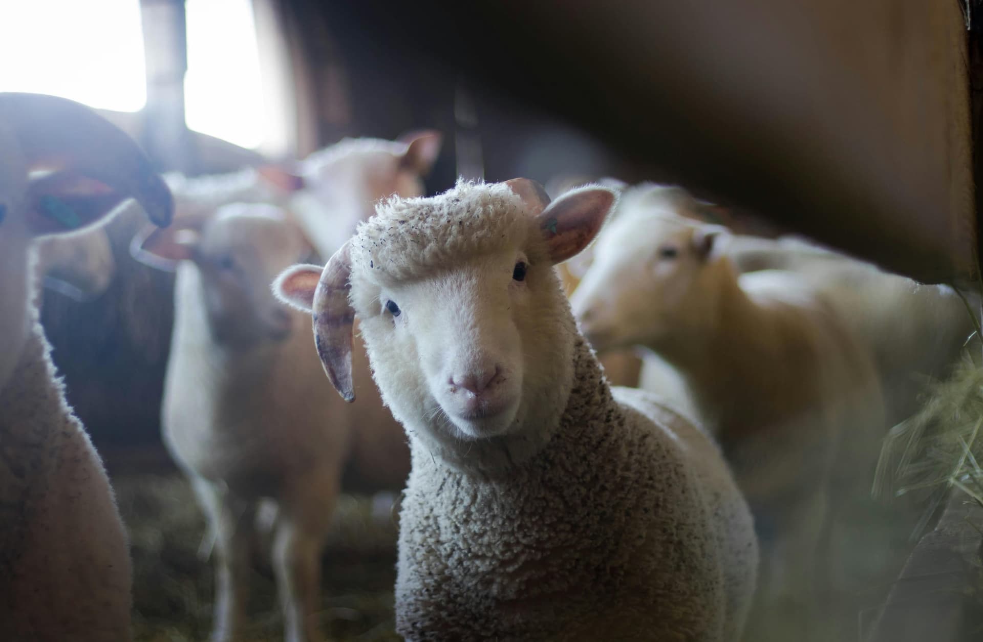 Visitez les fermes de l’Aveyron grâce à l’association Aqui Ba Pla!
